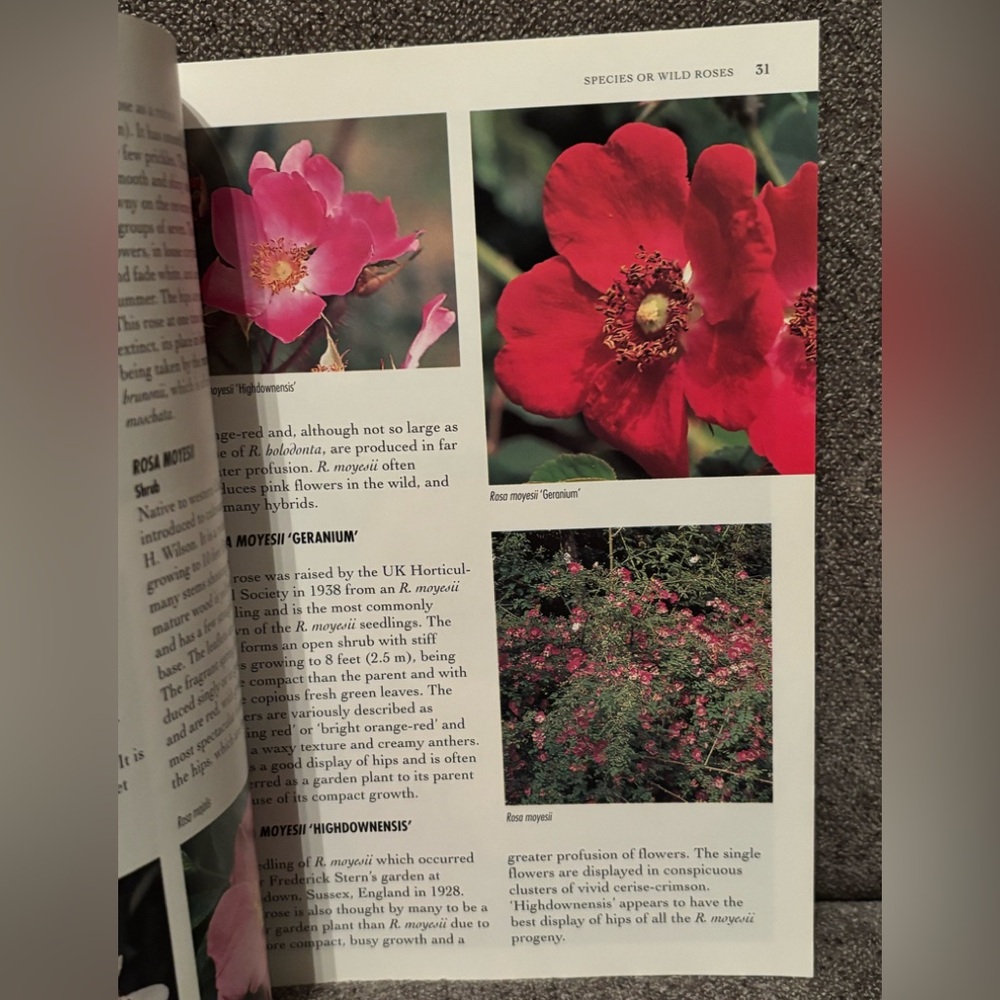 500 Popular Roses Book - Picture 8 of 9